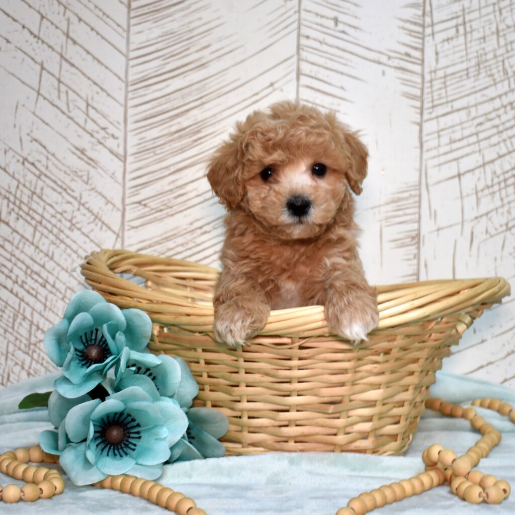 bichpoo for adoption near me