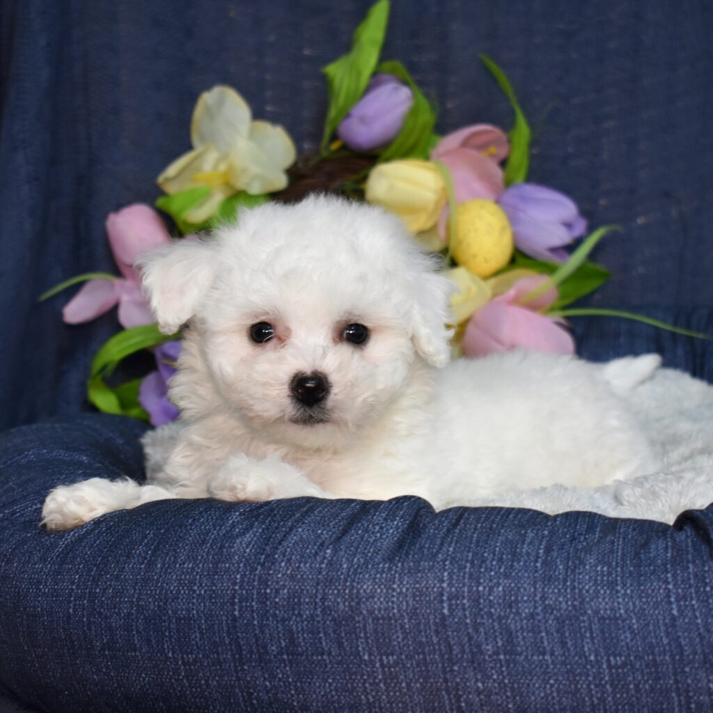 buy bichon frise puppy