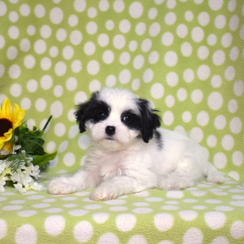 buy cavachon puppy