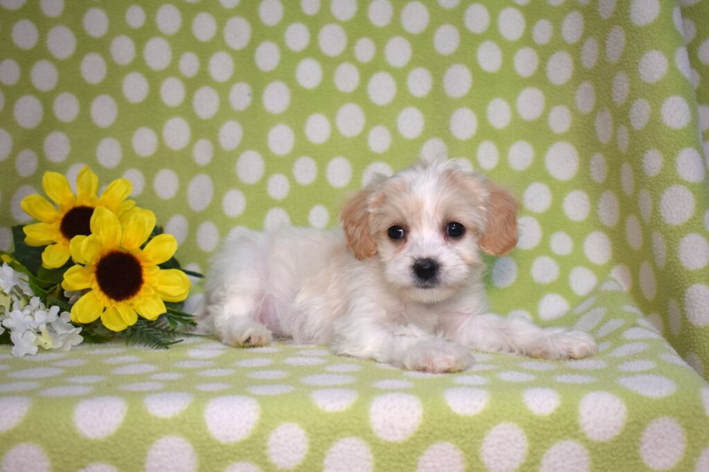 cavachon