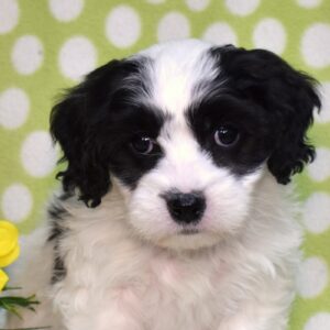 cavachon breeder