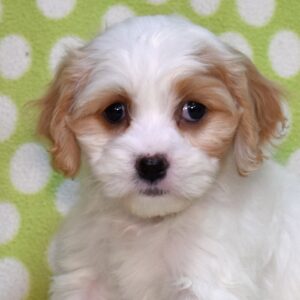 cavachon for sale
