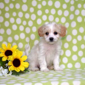 cavachon pup