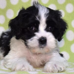 cavachon puppies lancaster pa