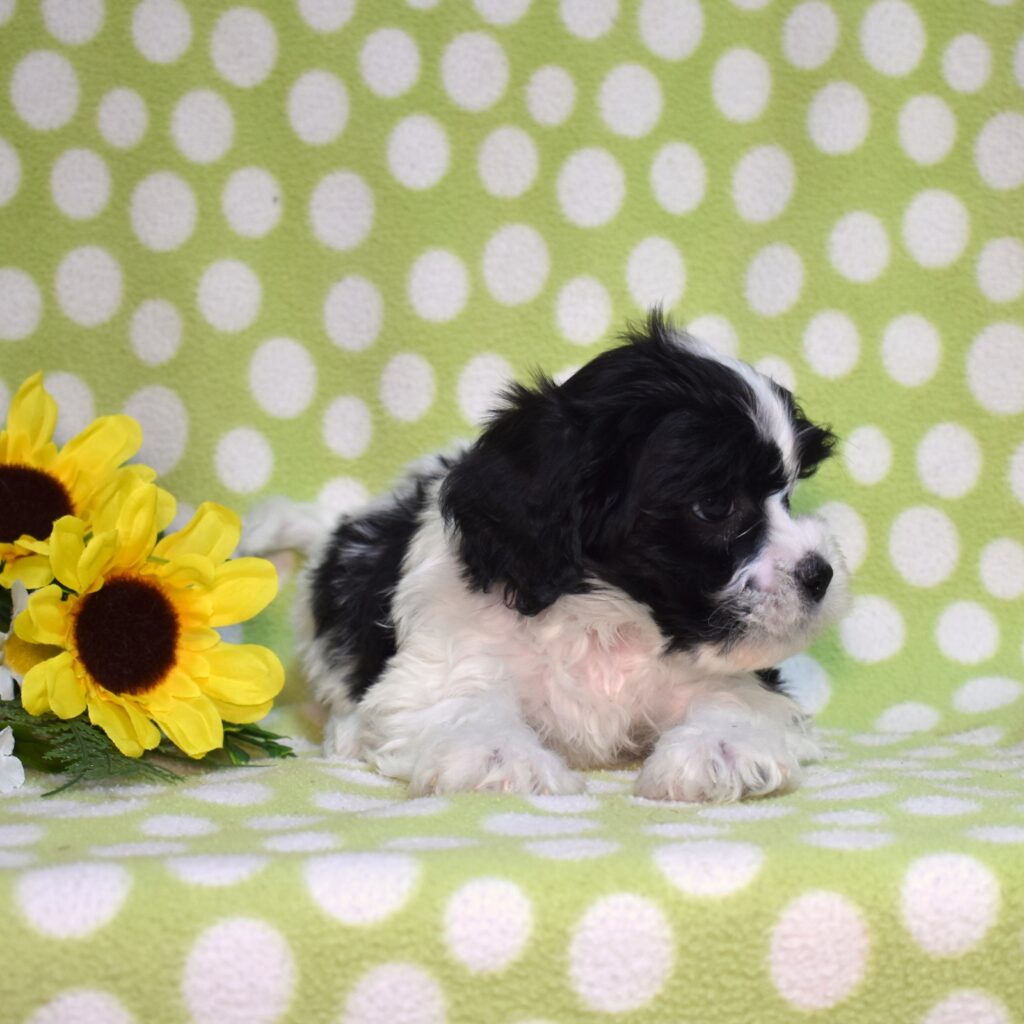 cavachon puppies for sale