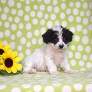cavachon puppies for sale