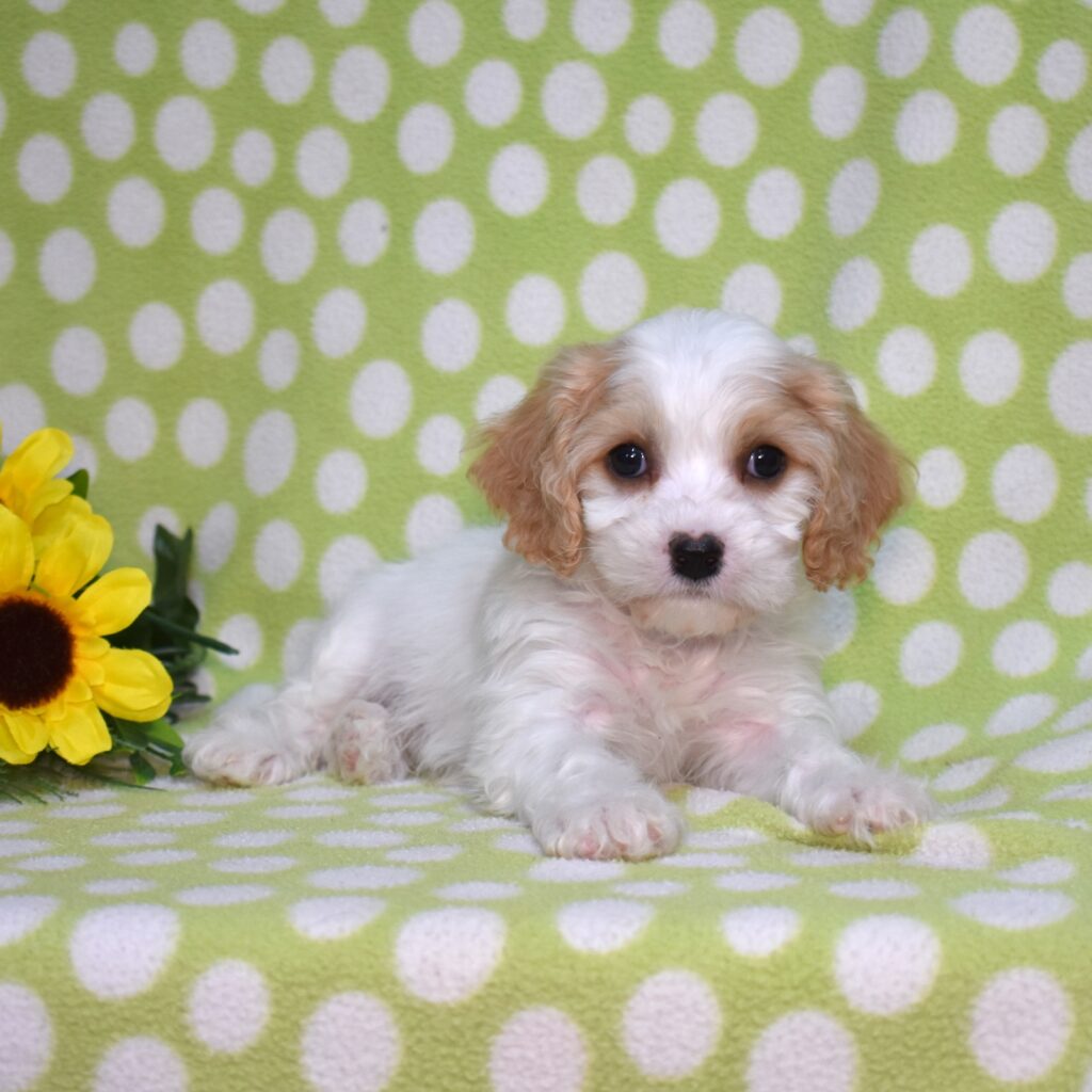 cavachon puppies for sale near me