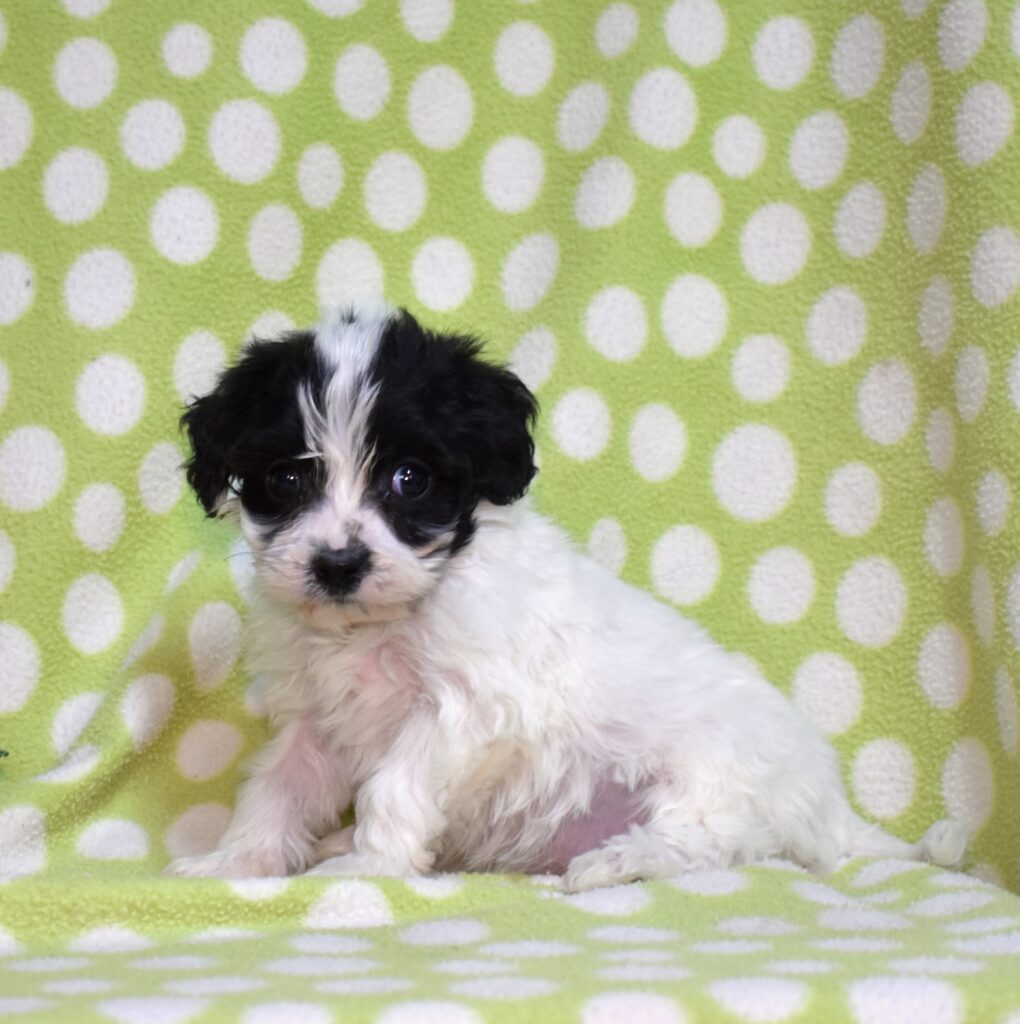 cavachon puppies for sale near me