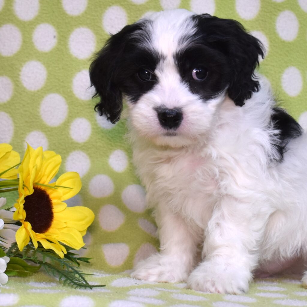 cavachon puppies near me