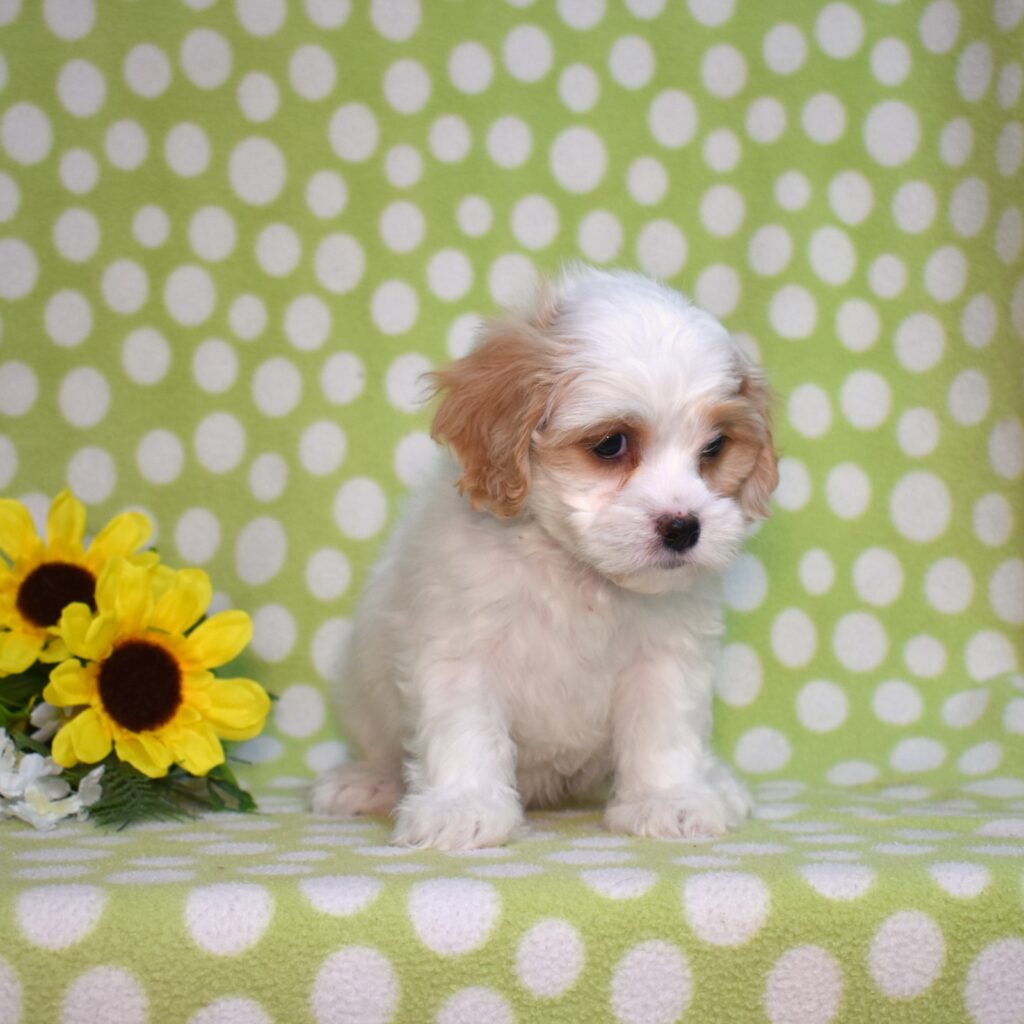 cavachon puppies near me