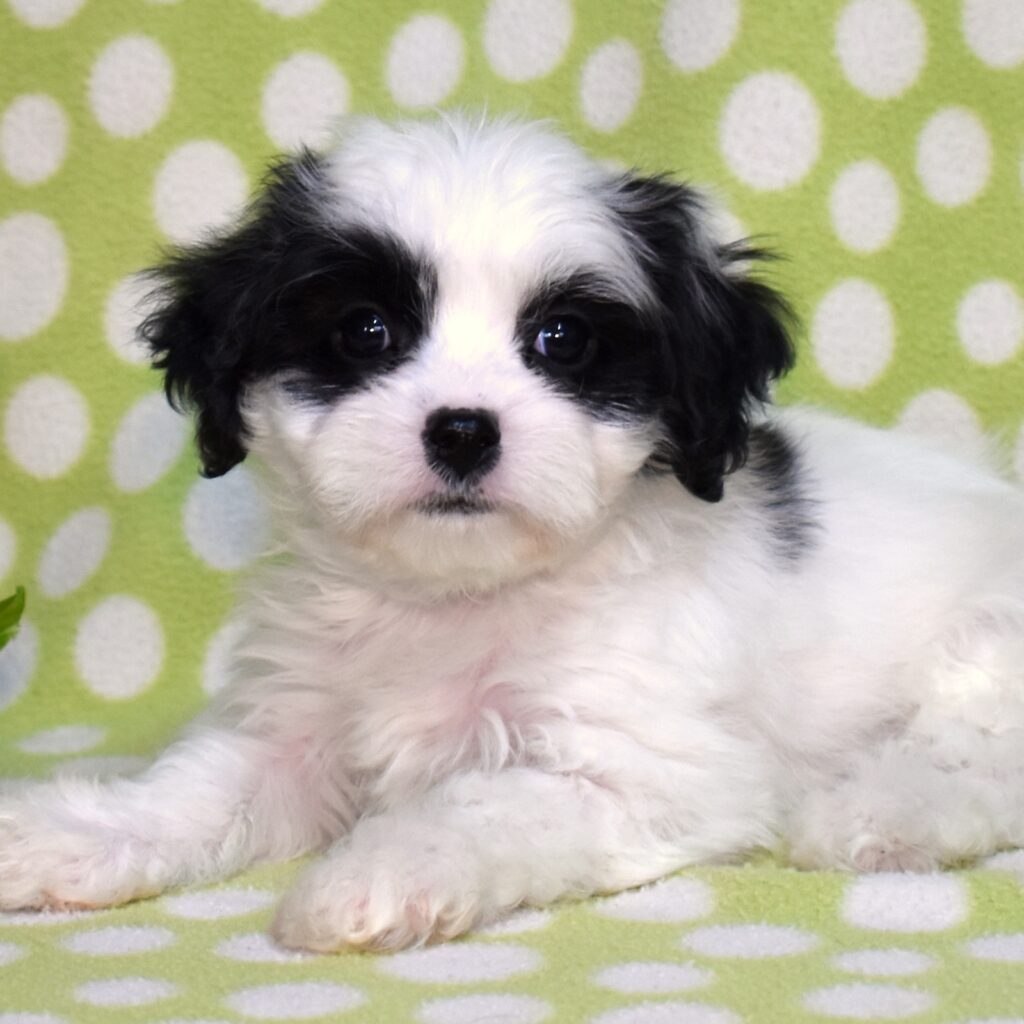 cavachon puppy breeders
