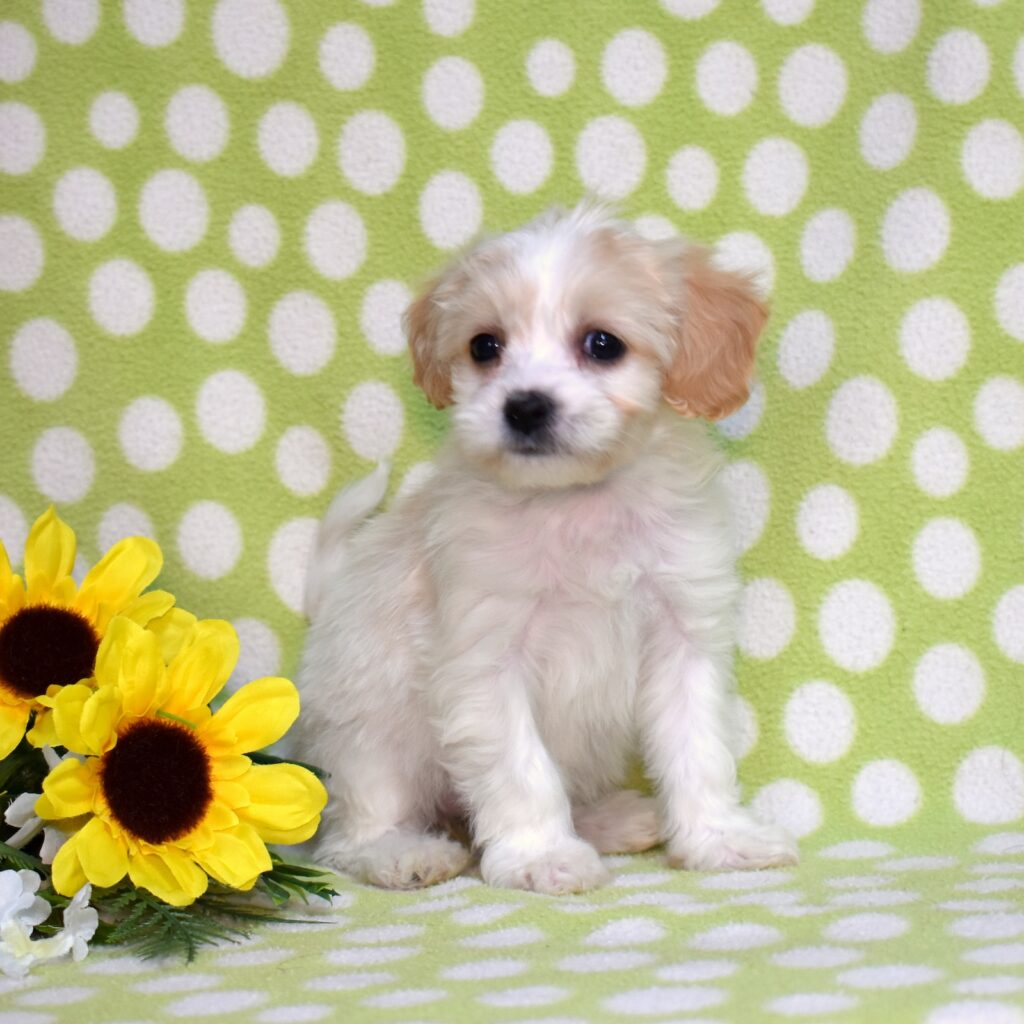 cavachons for sale