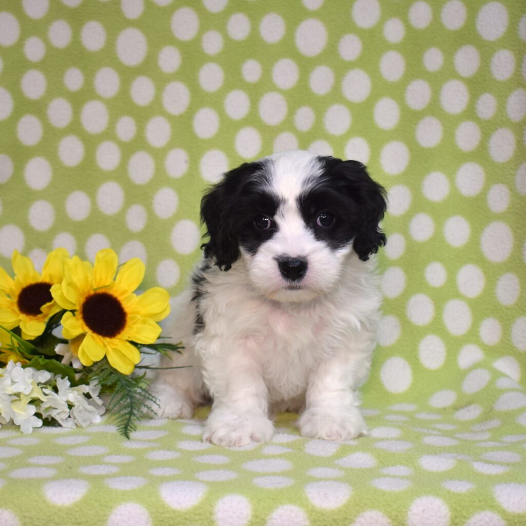 cavachons for sale near me