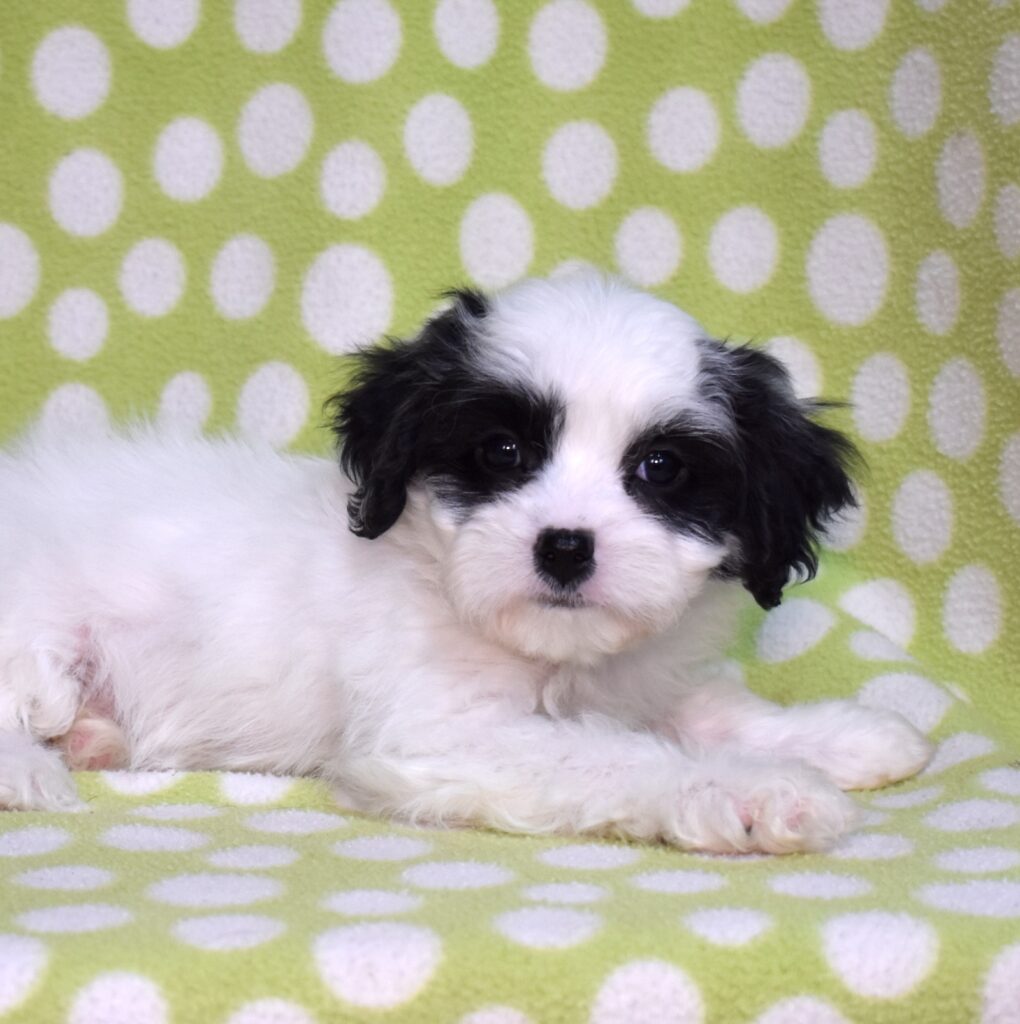 cavachons for sale near me