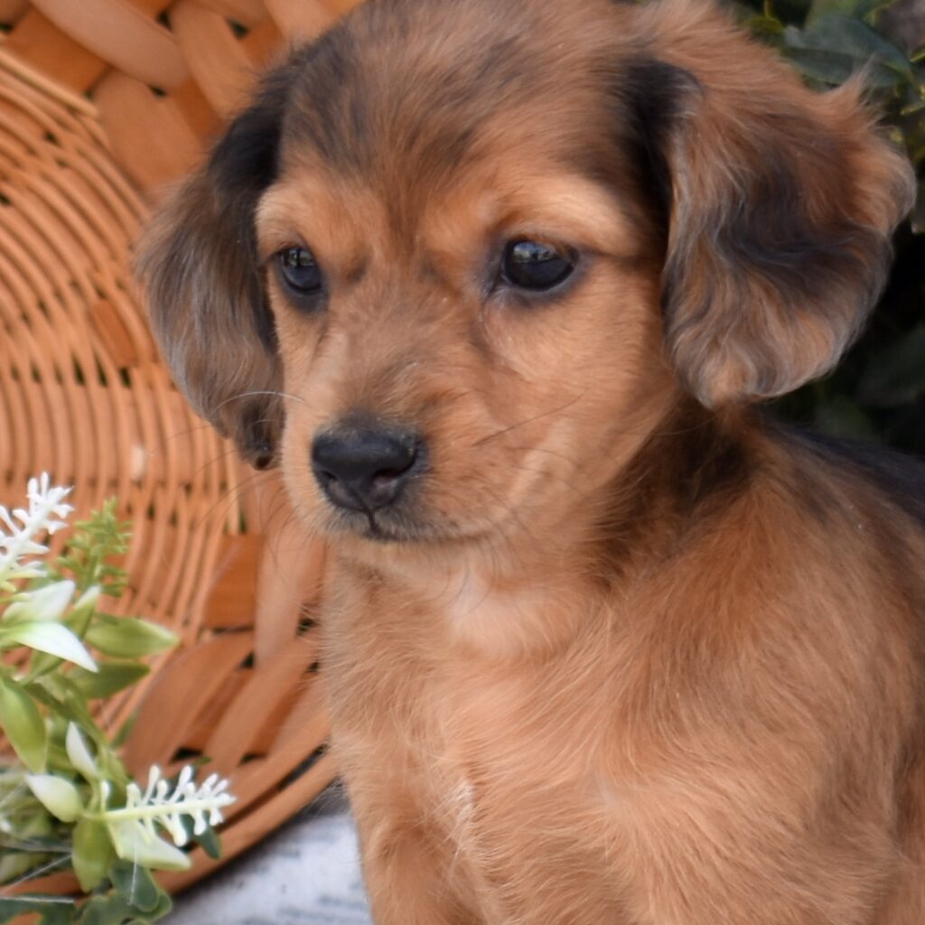 dapple miniature dachshund puppies breeders