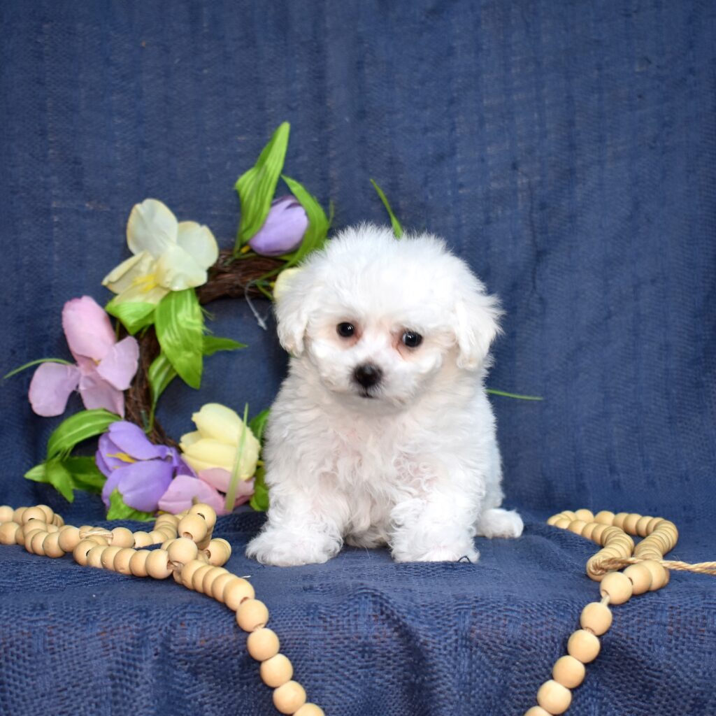 hypoallergenic puppies