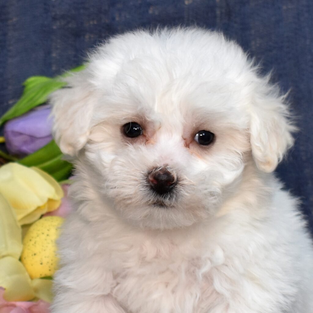 hypoallergenic puppies bichons