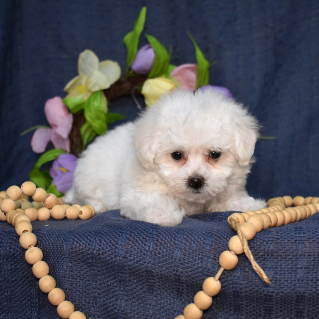 hypoallergenic puppies near me