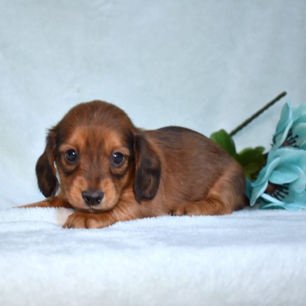 long hair mini dachshund