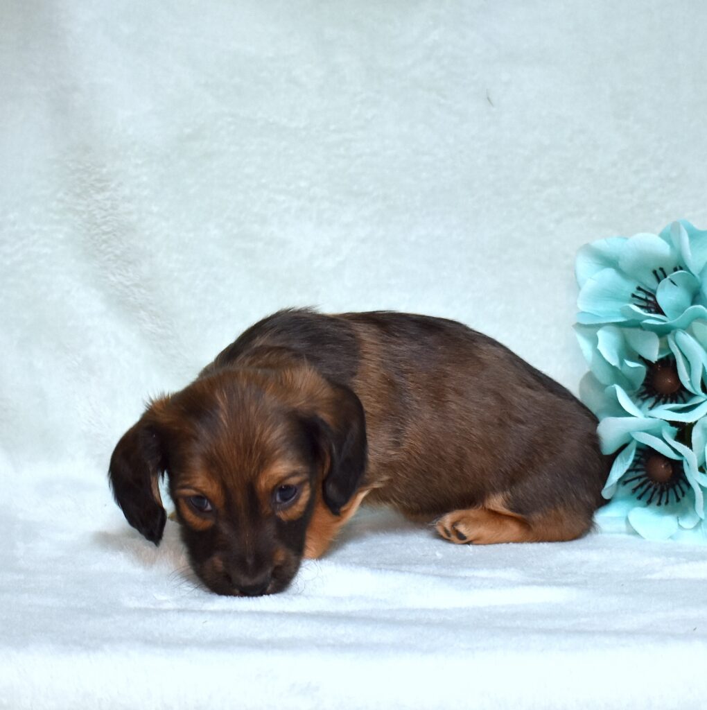 long-haired dachshund
