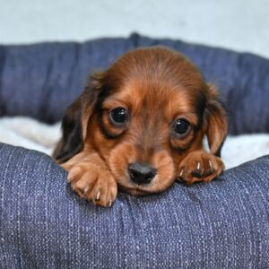 long haired dachshunds for sale