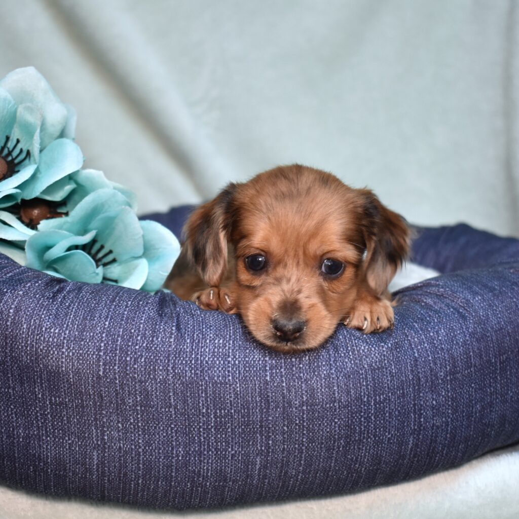 long haired dapple dachshund