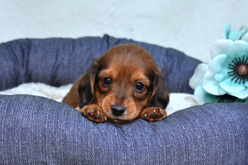 long haired miniature dachshund