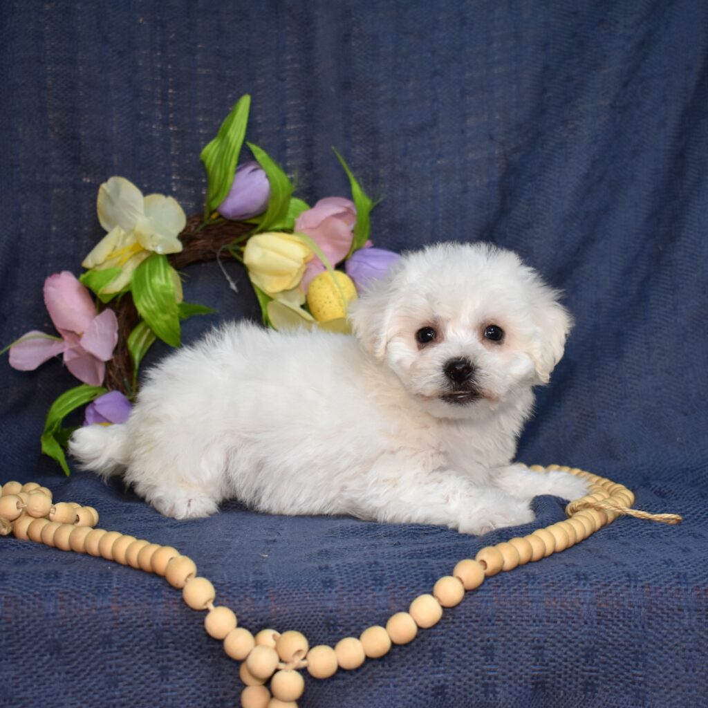 small cute white puppy