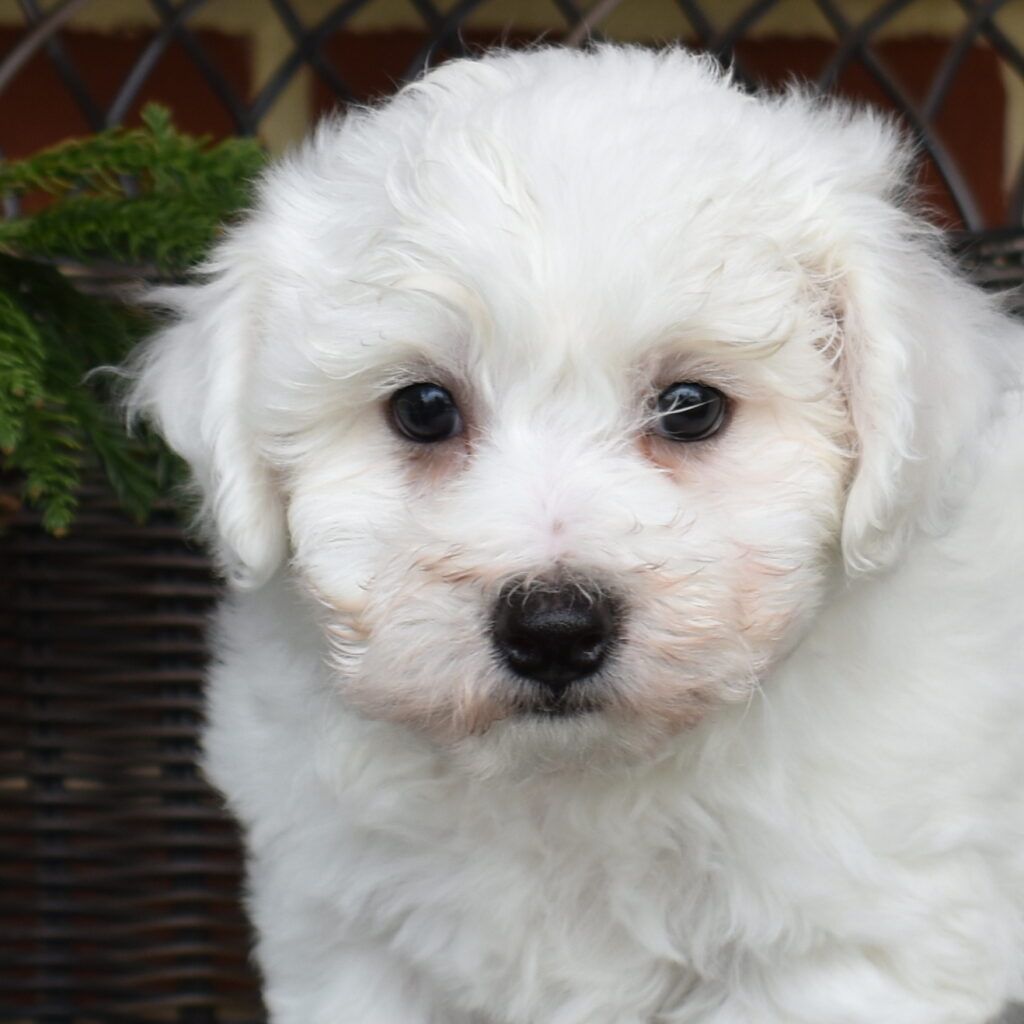 Bichon frise forsale