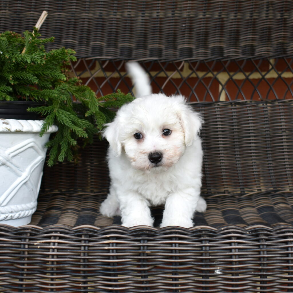 bichon frise breeder