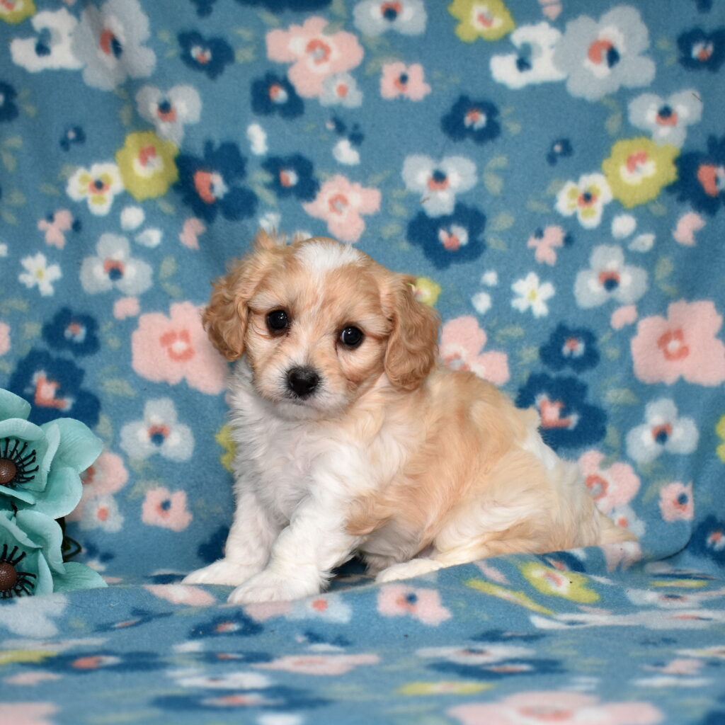 cavachon breeder pa