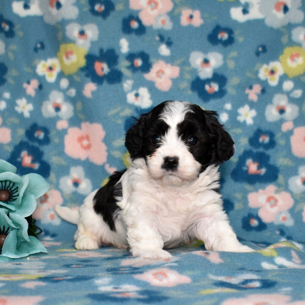 cavachon puppies for sale in pa