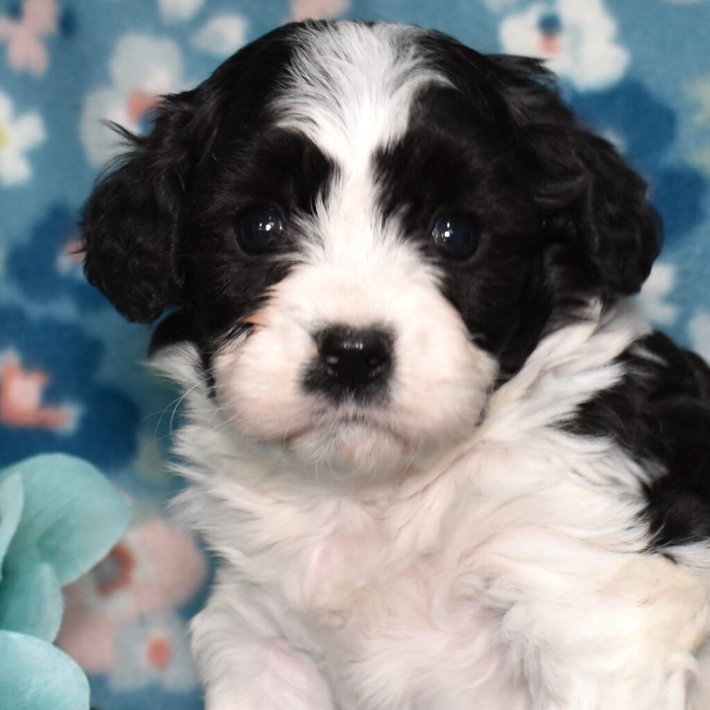 cavachon puppies for sale near me