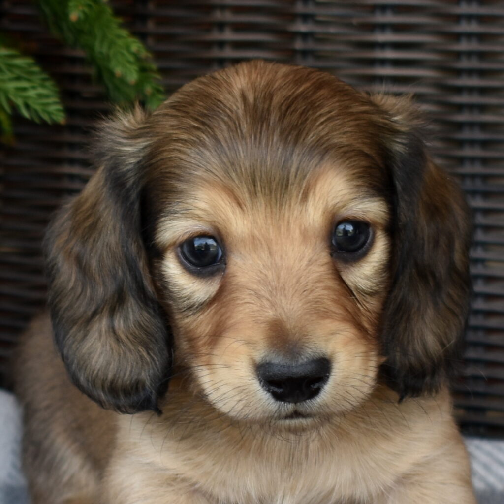 dapple cream dachshund breeders
