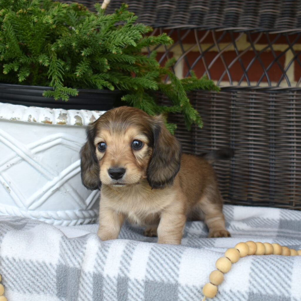dapple cream dachshund for sale near me